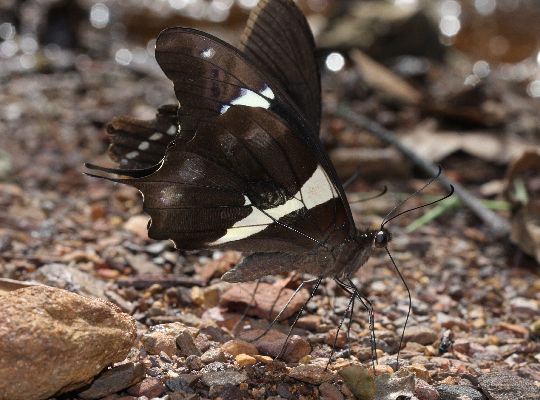 Papilio horribilis male UNS